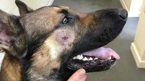 Nottinghamshire Police Dog with healing stab wound to face