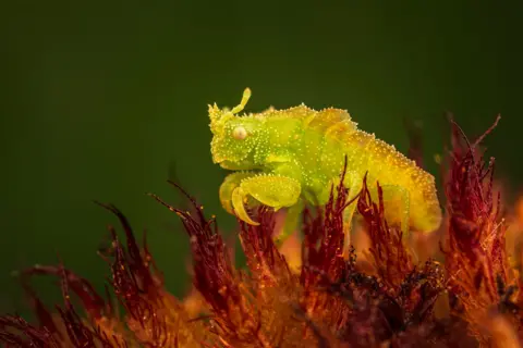 Joseph Ferraro/Wildlife Photographer of the Year A tiny, bright yellow-green ambush bug nymph perches on a reddish, spiky flower. Its body is textured and slightly translucent, with folded legs tucked beneath it, blending into the vivid plant.

