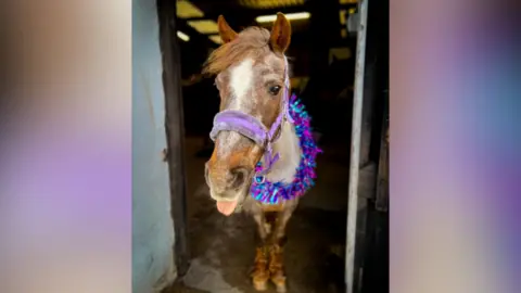 Harry Hall brown horse pictured in a stable doorway, wearing a purple harness and purple tinsel around her neck