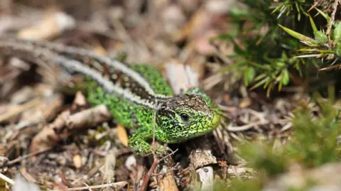 Steve Davis A close up of a sand lizard in its habitat. The lizard has green and brown markings.