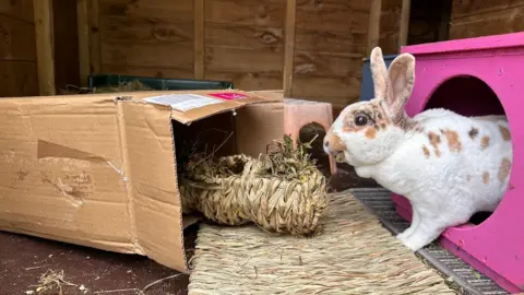 A bunny looking at a cardboard box and some straw