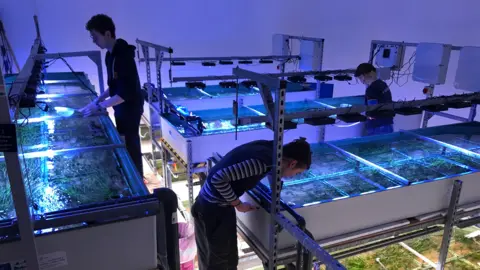 Three people stand in a room looking over tanks in which seaweed is being grown, with lights over them.