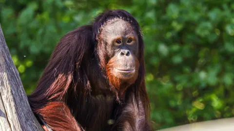 Adam Kay/Twycross Zoo A Bornean orangutan