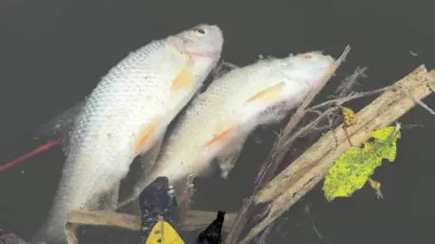 Two dead fish lie on the surface of a pond. They are small white perch, and lie in muddy water next to leave and branches