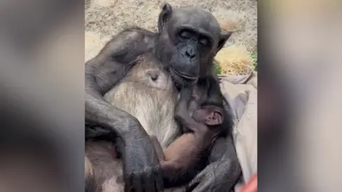 A chimpanzee cradling her newborn. The photo is taken up close. There is straw or dried grass on the ground.