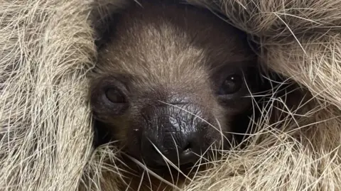 Mammal Keeper Sam A close-up of a baby sloth. Two brown eyes are visible as well as a wet brown nose, surrounded by the light brown fur of its mother. 
