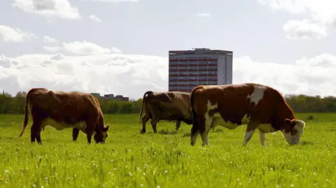 Three light brown cows grazing green grass on Newcastle's Town Moor. A block of flats can be seen standing in the distance.