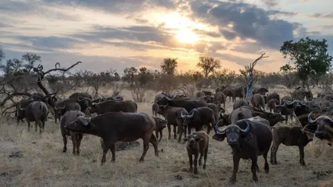 AFP via Getty Images A herd of buffalo in Kruger National Park. The sun can be seen rising in an orangey-pink cloudy sky.