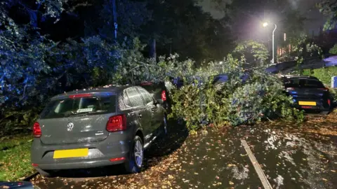 A large fallen tree on top of two cars. It is night time and the cars are visible near street lights.