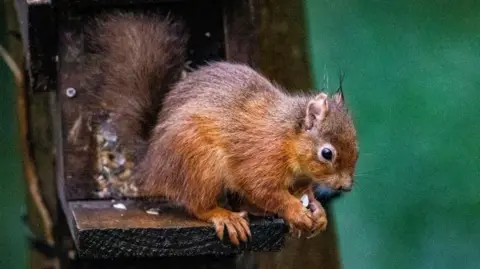 PA Media A red squirrel perched on a wooden stand.