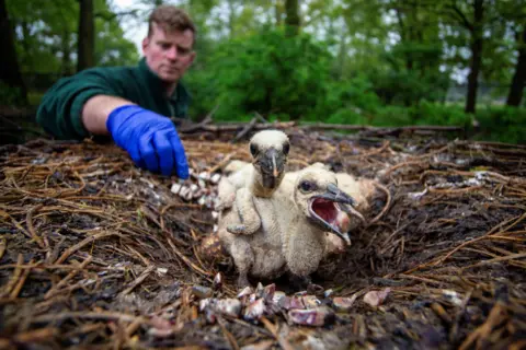 Philip Joyce Stork chicks with a keeper assist-feeding on their nest.