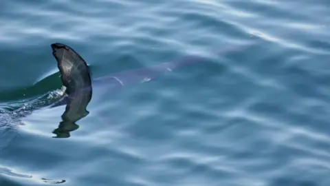 MWDW/BRYONEY MANLEY Swordfish fin