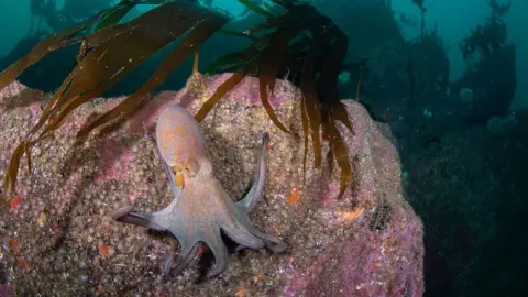 A pink octopus with orange spots is walking across a pink and orange rock covered in seaweed in green seawater.