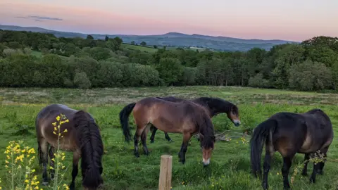 Under Starry Skies The image shows four brown Exmoor ponies in a green field with wild flowers growing and a pink sky behind them. 