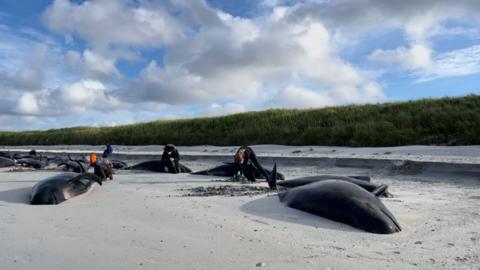 The stranding is thought to be the largest UK stranding since 1927