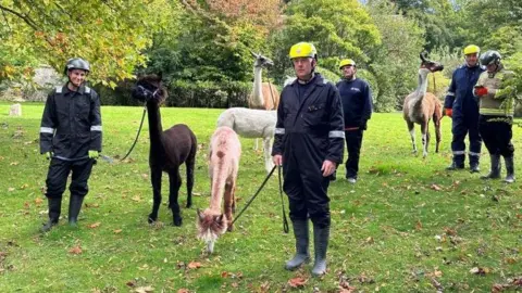 Hampshire Fire and Rescue Service Five firefighters in blue overalls standing in a field holding alpacas on leads 