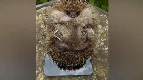Contributed A large hedgehog rests on its back on a weighing scale that sits on a small table. Its paws can be seen resting up in the air.