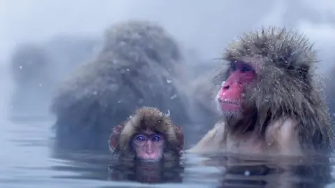 Getty Images Snow monkeys