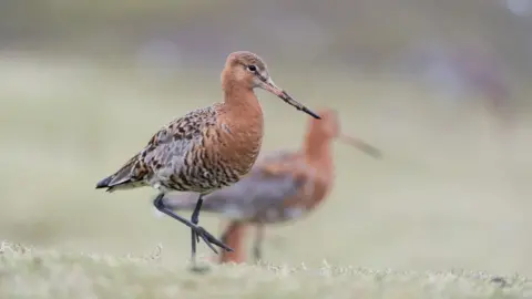 Nigel Snell Black-tailed godwit