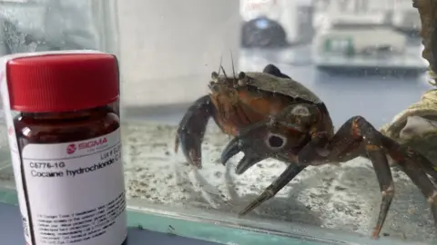 BBC Test sample and a crab in a tank
