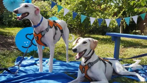 Two large white short-haired dogs wearing harnesses and collars sitting on a blue rug in a grassy harden. There is a blue bench and a line of blue bunting behind them.