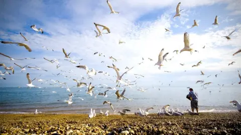 Getty Images Seabirds