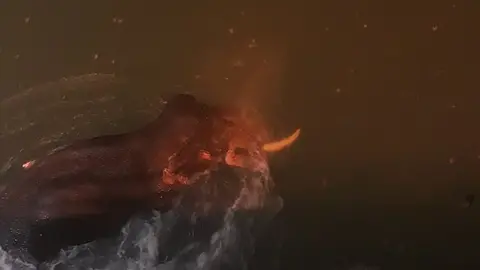 Raju Nautiyal/Rajaji Tiger Reserve Elephant drowning