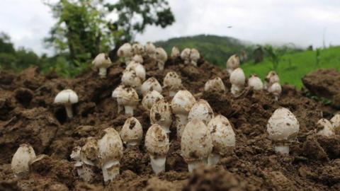 A field of mushrooms