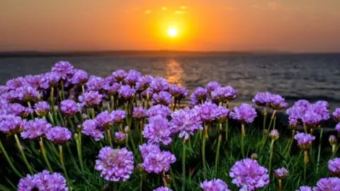 flowers in sunset