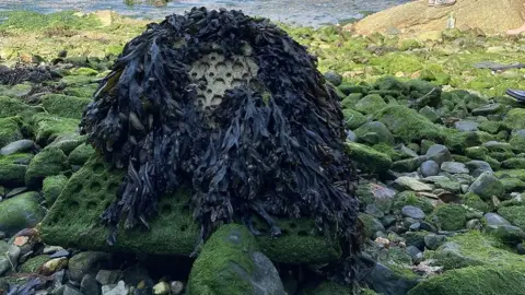 Environment Agency Image of how the eco blocks should look over time, covered in seaweed