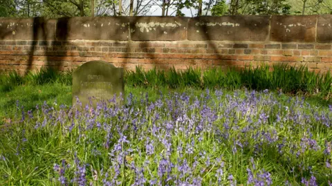 A vast array of bluebells in a cemetery with a headstone and brick wall