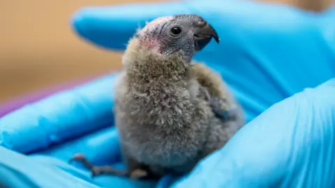 Mitchell lorikeet chick