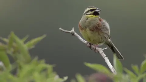 RSPB Cirl bunting