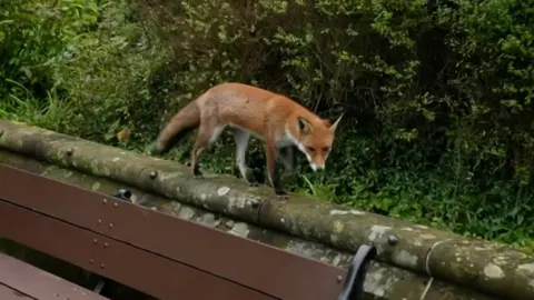 Fox spotted taking a stroll around Wolverhampton