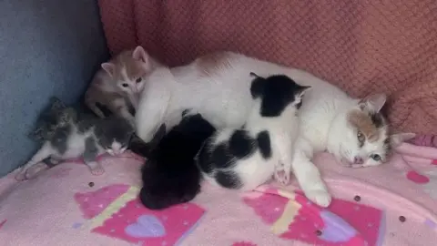 RSPCA Brook, who is a predominantly white cat, lying on a rug, is feeding two of the cats, with three seemingly playing around her.