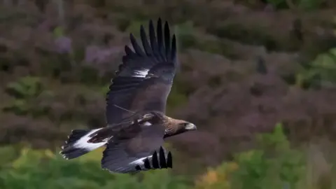John Wright A golden eagle is in flight with its wing span on display in front of a blurred backdrop of heather and moorland.