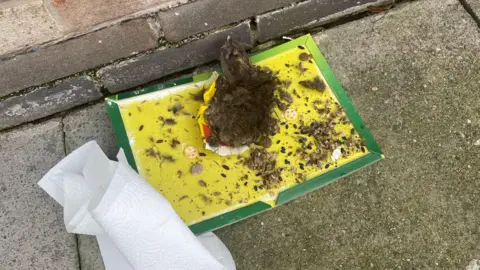 supplied A yellow sticky pad with green trim lies on the concrete slab. It is covered with fluff and the remains of a mystery animal