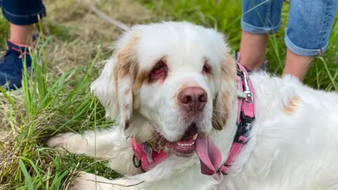 A dog sat on grass