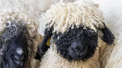 Getty Images A Valais Sheep - a fluffy sheep with a black face and white coat.