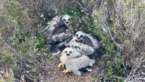 Hawk and Owl Trust A view from above of three fluffy hen harrier chicks in a nest