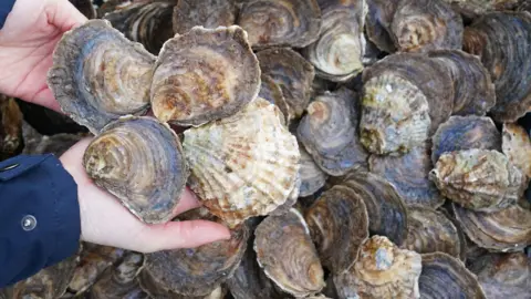 A collection of oysters shells in the background with someone holding four shells in their hands in the foreground.