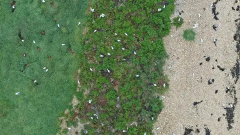 Solent Seascape Project Saltmarsh