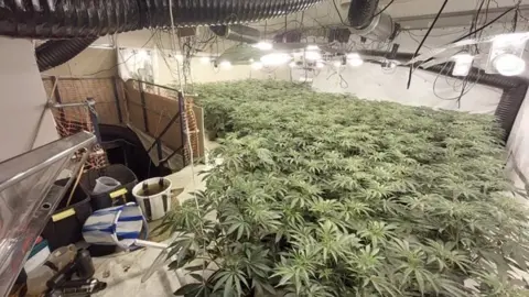 Lincolnshire Police Cannabis plants in warehouse