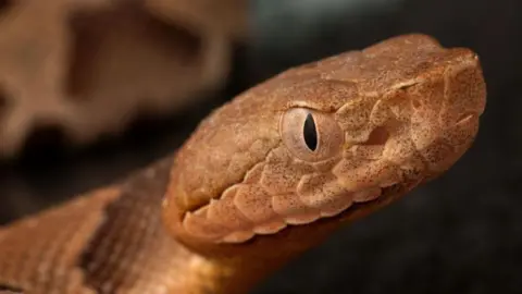 A copperhead snake