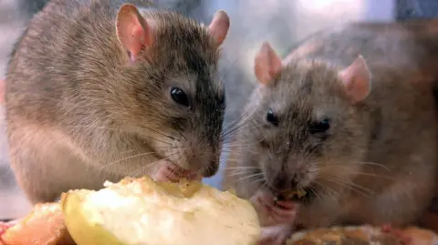 Two rats nibbling on a slice of apple