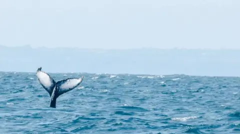 Evocean Sailing Humpback whale