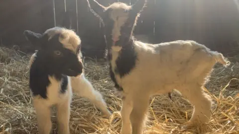North Norfolk District Council Bagot goat kids