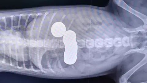 PDSA X-ray showing coins inside puppy