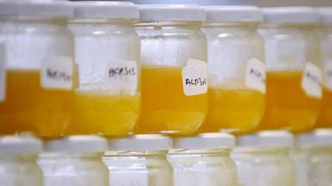 Why food fraud persists, even with impro