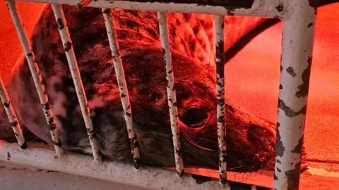 GSPCA A seals face leaning against a white cage. There is a red light. The seal is dark and light grey. 